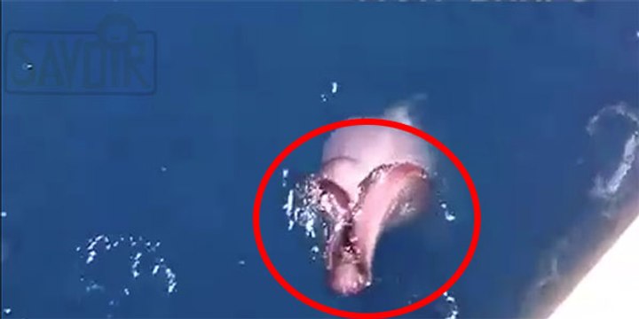 Il filme l’océan, mais ce qui surgit des profondeurs de la mer risque de vous donner des frissons !