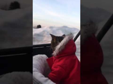 Cat Riding in Front Seat of ATV Four-Wheeler Can't Believe Its Eyes