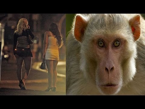 Assam TV channel : Monkeys wear more clothes than women