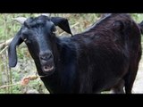 After parrot now goat arrested in Maharashtra