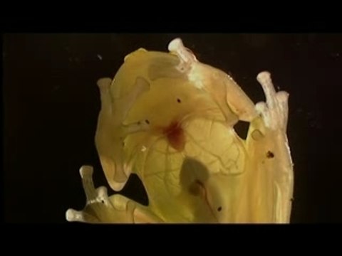 Les grenouilles des cimes