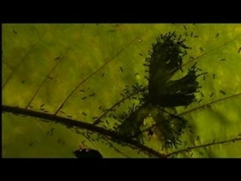 Le jardin des fourmis