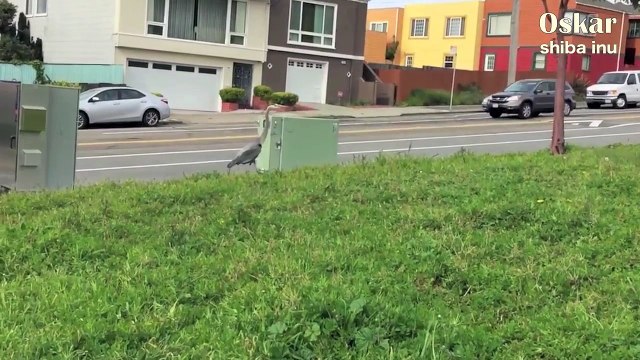 Blue Heron digs Gophers | one lazy afternoon at Sunset SF