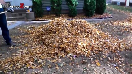 Funny Puppies And Cute Puppy Videos Compilation 2017 [BEST OF]