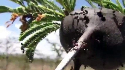 10 PICADAS E MORDIDAS MAIS DOLOROSAS DO MUNDO