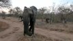 Elefantenbegegnung Kapama Reserve-S5Il9B6LbKM