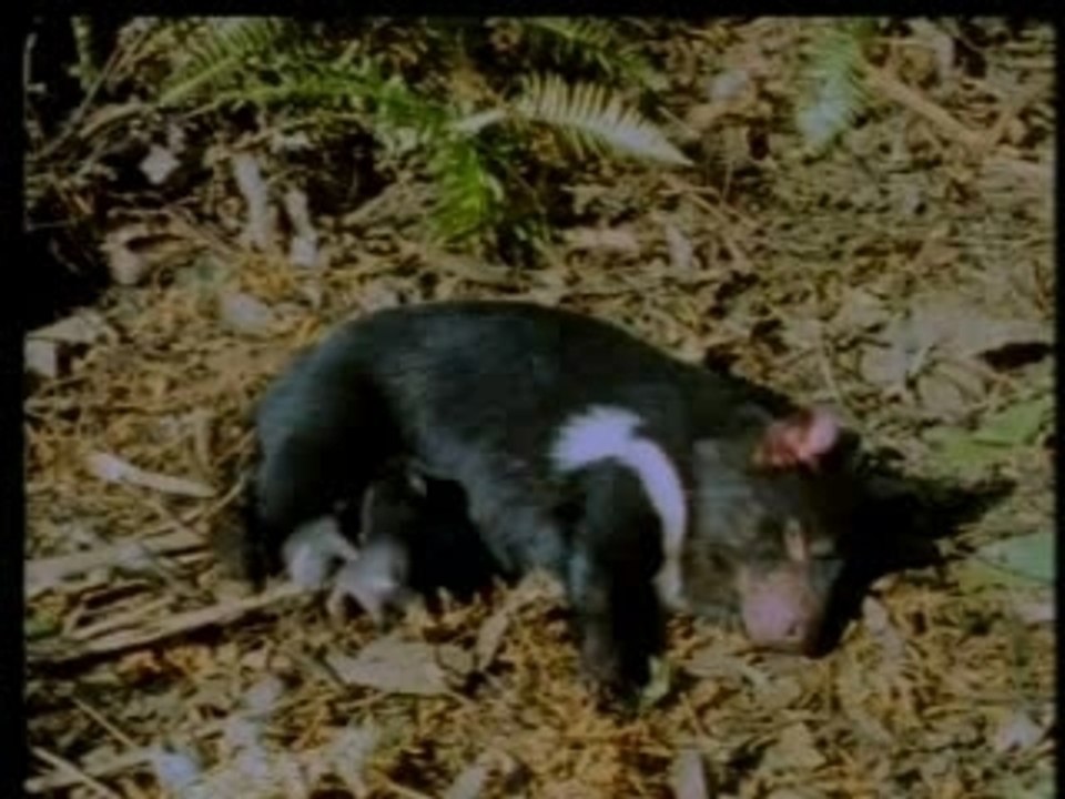 Les Bebes Animaux Les Marsupiaux Video Dailymotion