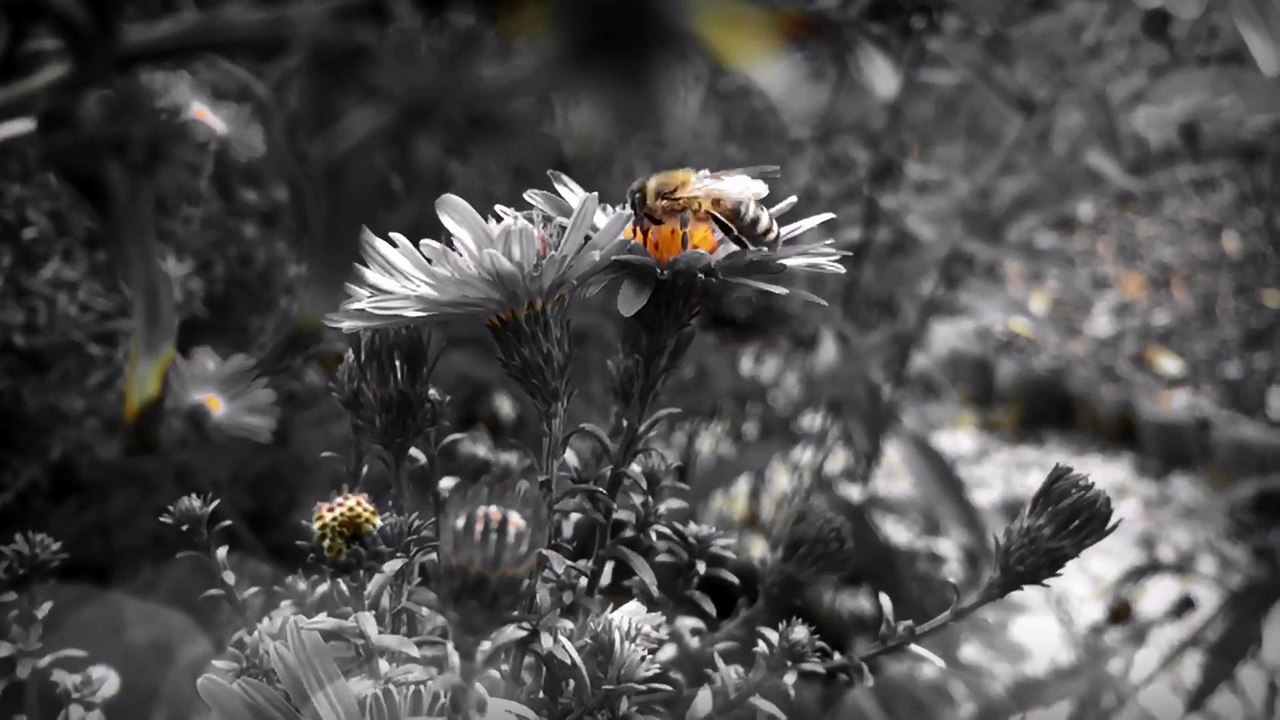 Beauty of nature(Pollinating bee on flower)-Full HD released by NCV