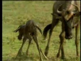 Les bébés animaux : les ongulés