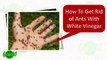 How To Get Rid of Ants Naturally - All Nature Way