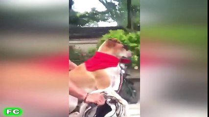 Best FAILS & Funny Videos ★ September 2016 Compilation ★