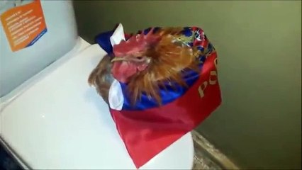 Петух Русич - настоящий патриот