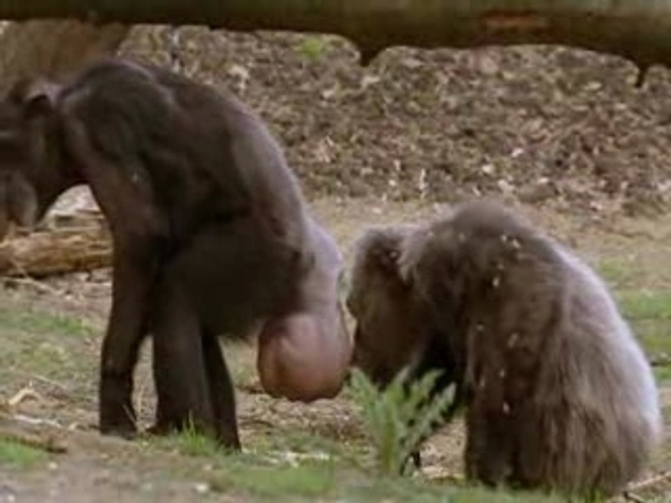 Politique animale