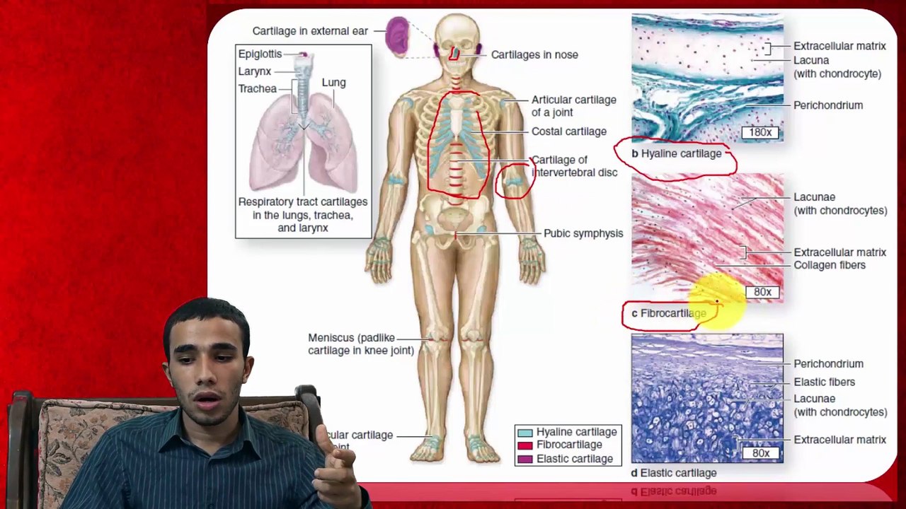 Intro and  Hyaline Cartilage