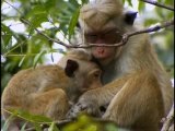 Familles de macaques