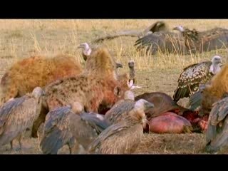 Les nettoyeurs de la savane