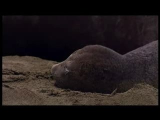 La plage aux éléphants de mer