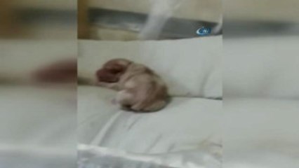 Yeni Doğan Köpek "Anne" Diye Bağırdı