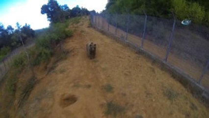 Dansçı Ayıların Dördü Halen Hayatta... Ayılar ve Yaşam Alanları Havadan Görüntülendi