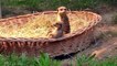 Cute meerkats -  how many fit into a sl
