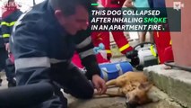 Firefighter performs CPR on dying dog-mpPSAsLXc