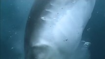 Ce requin tigre s'attaque à une baleine bleue et la dévore vivante