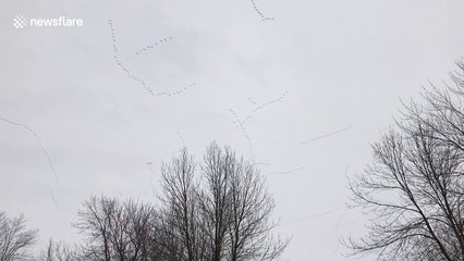 Hundreds of snow geese fly in 'V' formation