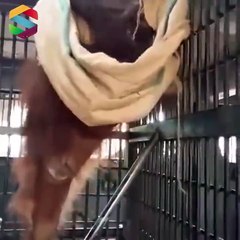 বানরের কান্ড দেখুন