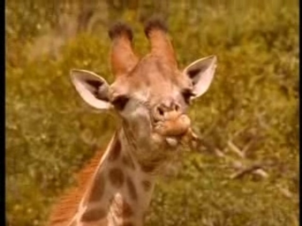 Wouter et les girafes