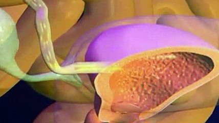 Le développement foetal expliqué en vidéo