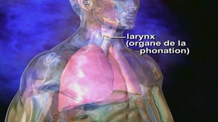La laryngite expliquée en vidéo