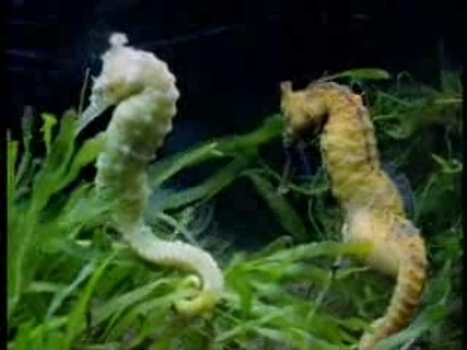 Neil et les hippocampes