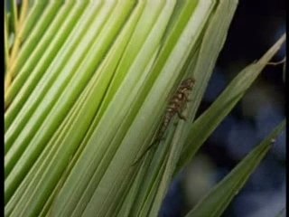 Maxime et les caméléons