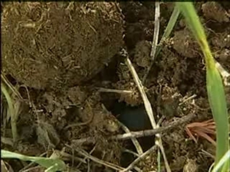Un monde d'insectes (1/2)