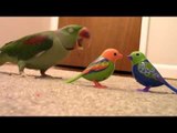 Confused Parrot Reacts to Interactive Bird Toys