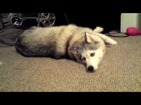 Dog Throws a Tantrum in the Summer Heat