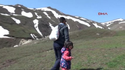 Hakkari - Dağdaki Otları Toplayıp Aile Bütçesine Katkı Sağlıyorlar
