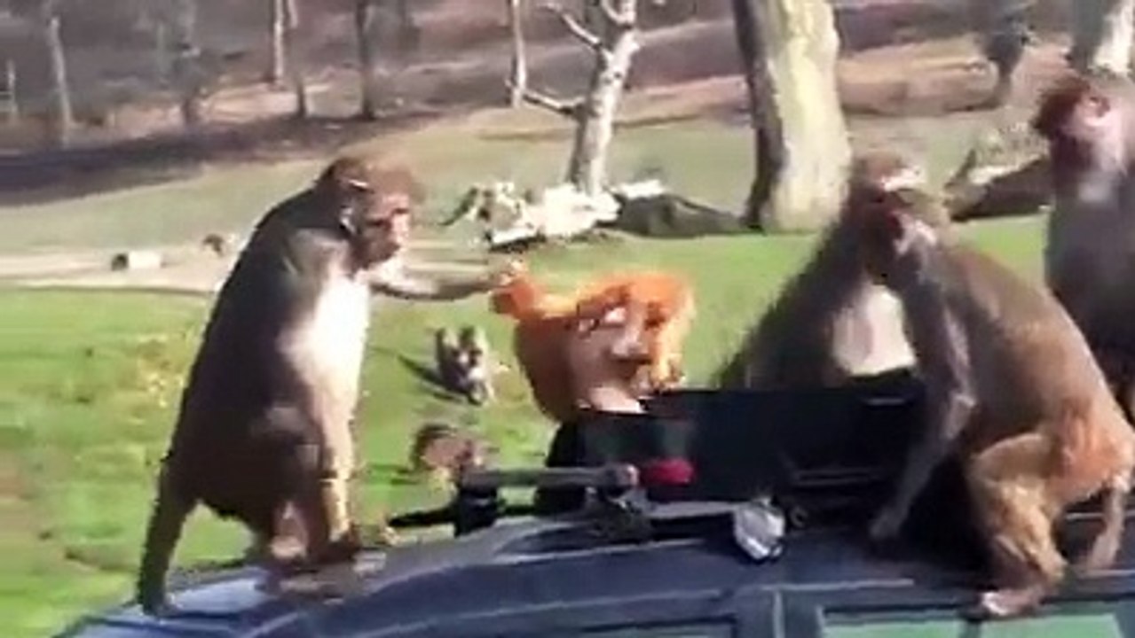 MONKEY PLAYING/  MONKEY