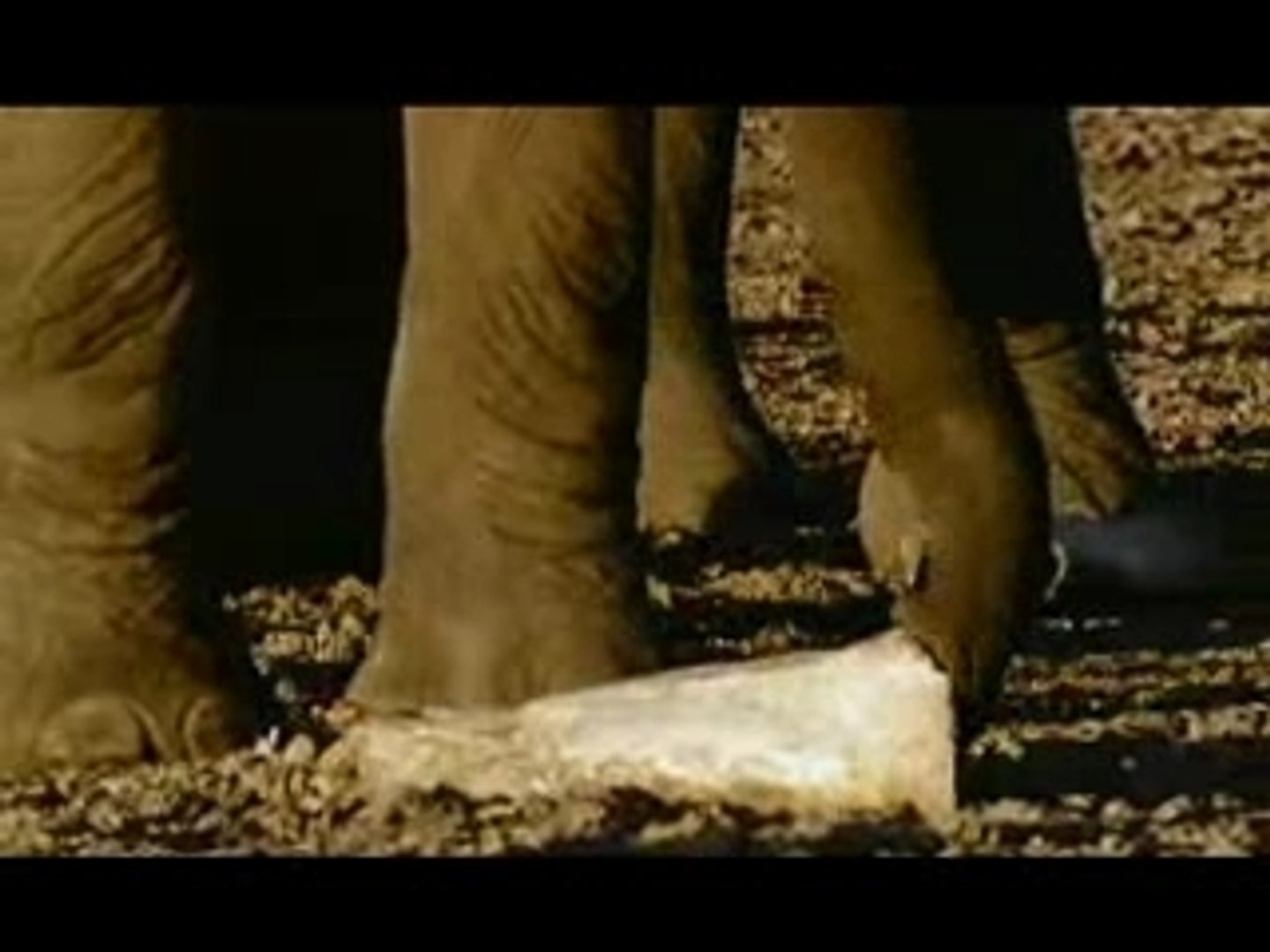 ⁣Quand les éléphants meurent