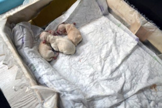 Yeni Doğan Köpek 'Anne' Diye Bağırdı