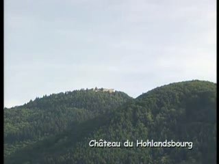 Alsace : le retour de la cigogne