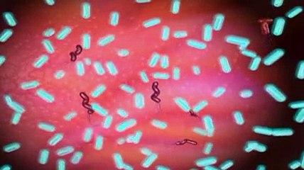 Intestin et probiotiques : l'explication en vidéo