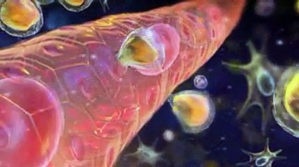 Autogreffe de cellules souches