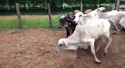 The Force Of The Cows