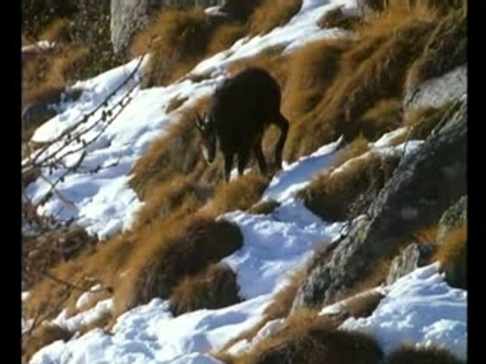 Les seigneurs de l'hiver