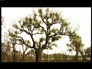 Les aventures du plus petit mammifère du monde