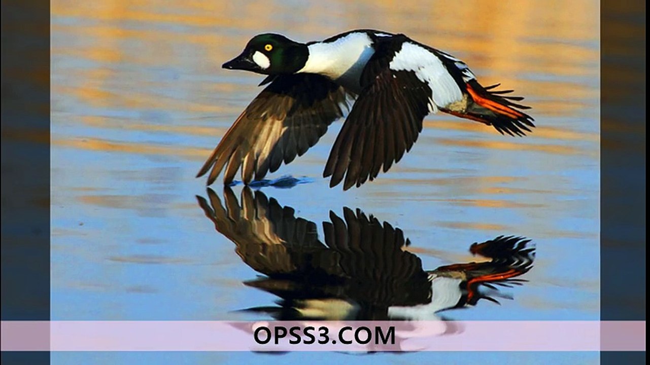 Bucephala clangula 강동오피 강동건마 오피쓰 OPSS3.COM