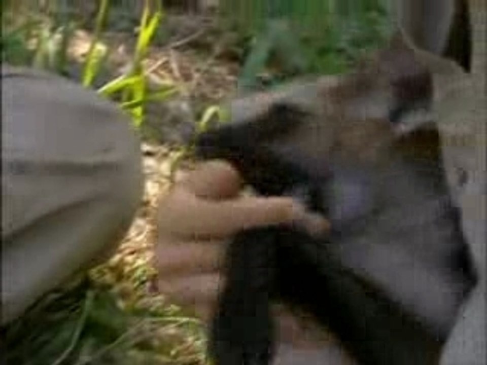 Au Brésil avec les loutres géantes et les aras bleus