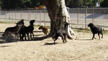 Ecureuil vs Meute de chiens