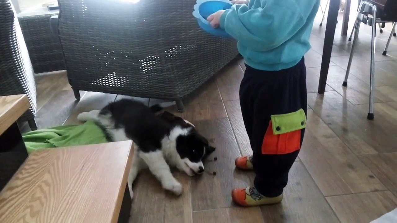 Ce chien est vraiment paresseux !